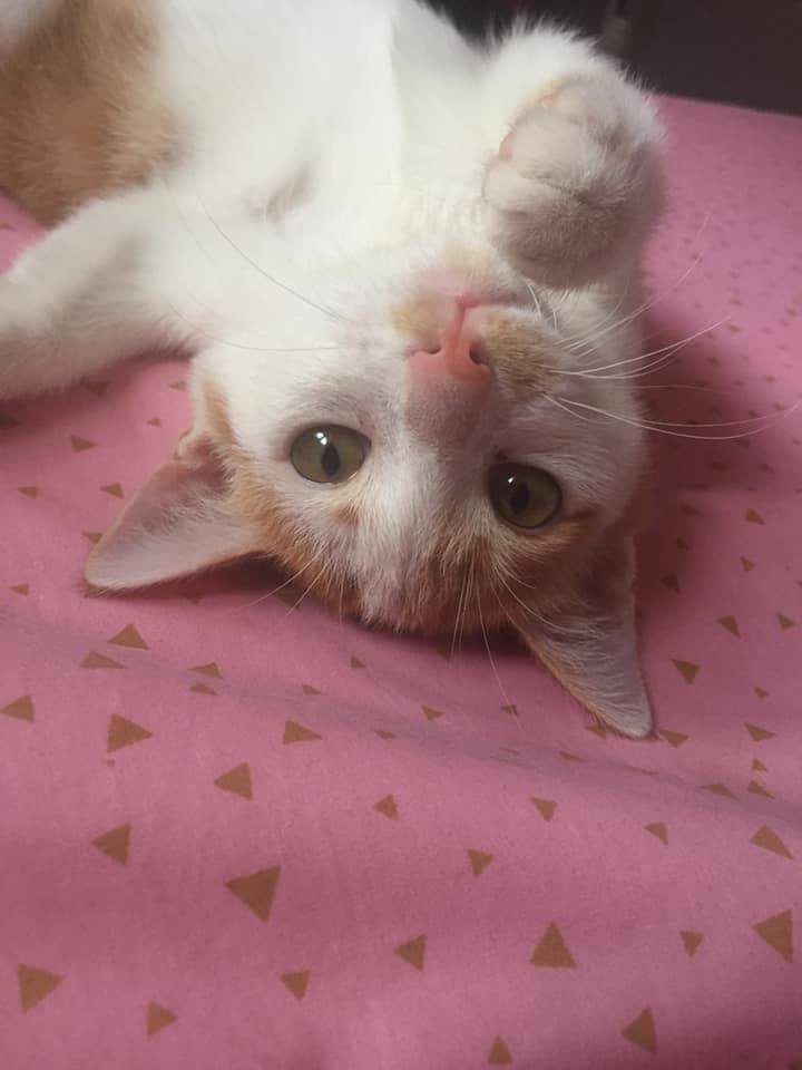 say hi to my kitty, Mango!!!!!!!!!!