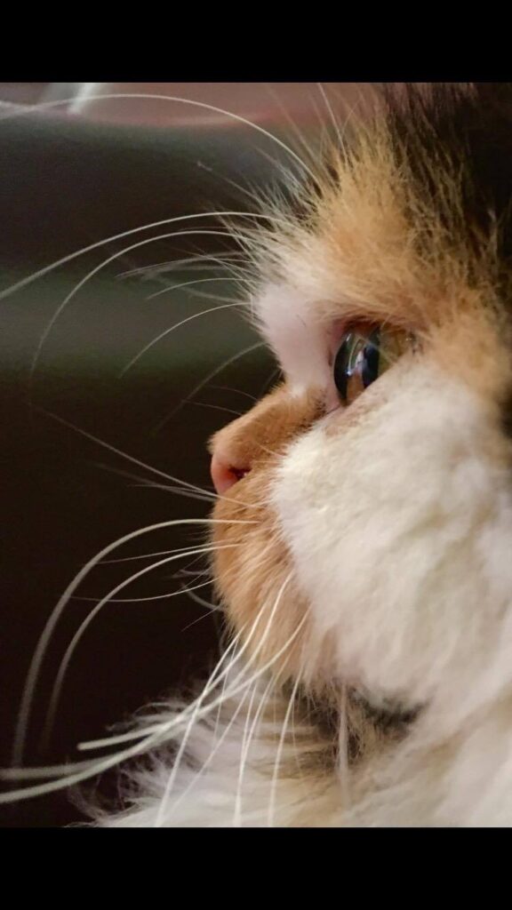 Coco the Cat
