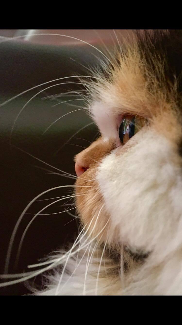 Coco the Cat