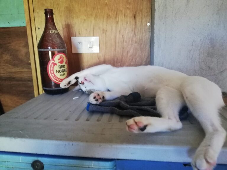 My cat was drunk