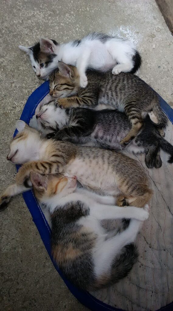My adopted kittens...