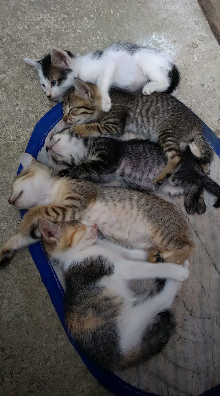 My adopted kittens...