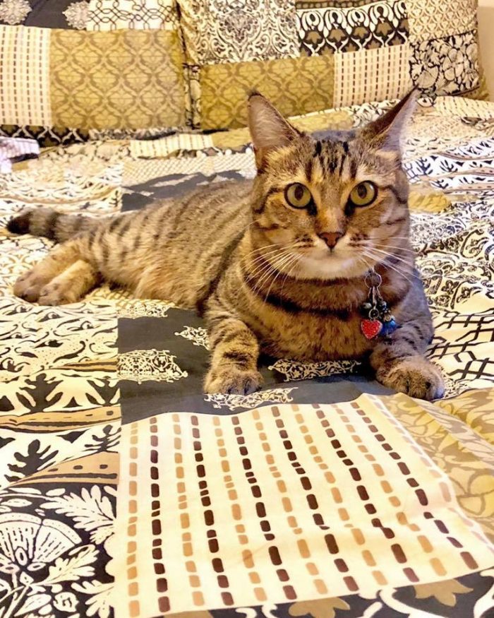 I Love Mummy’s New Bedding It Go’s So Well With My Fur Coat