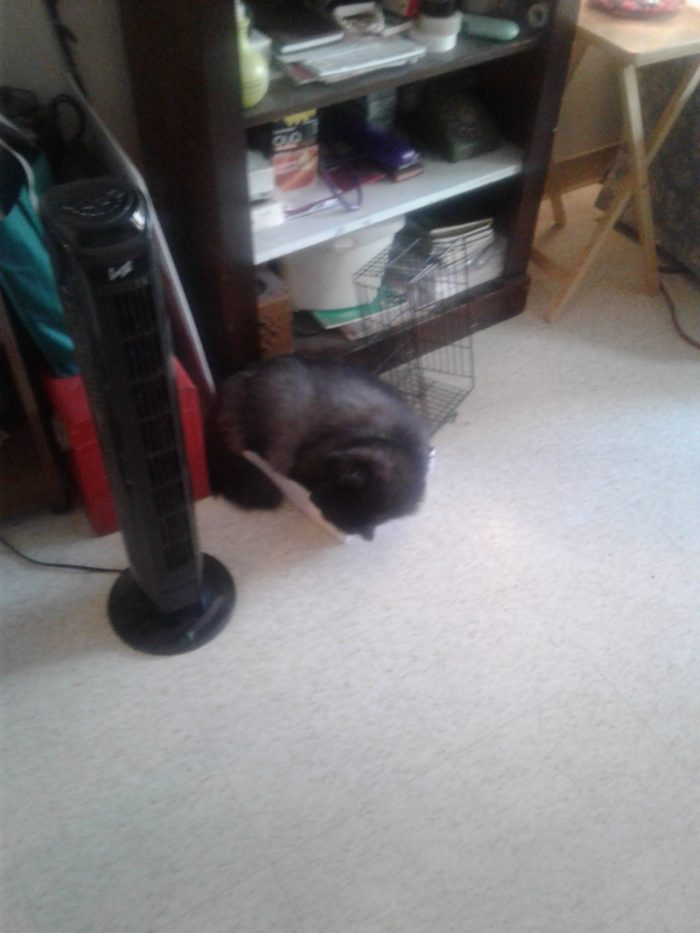 See I can fit into this box.