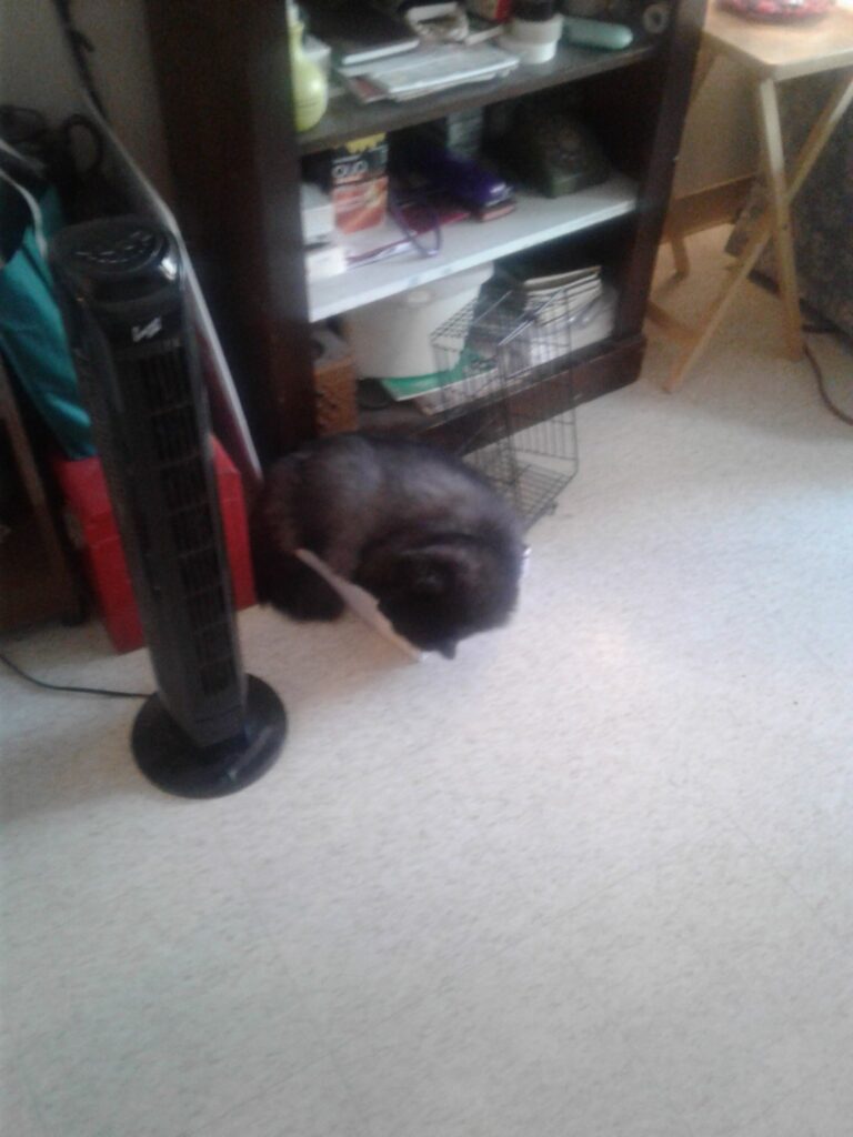 See I can fit into this box.