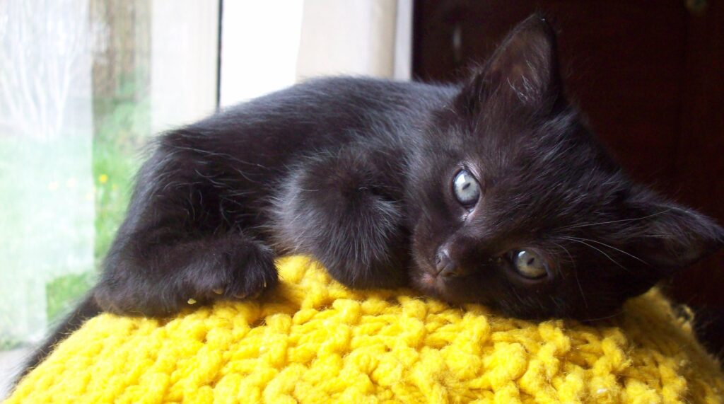 baby raised and now adopted by a happy family, such a sweet calm kitten