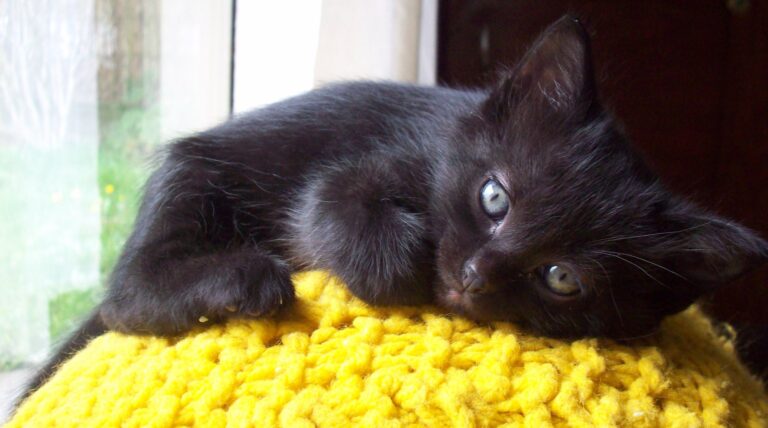 baby raised and now adopted by a happy family, such a sweet calm kitten