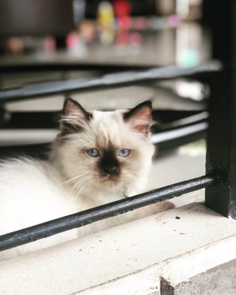Am i Handsome ??  i’m still 4 months old and 1,5 Kg.. healty and happy cat #Mayo