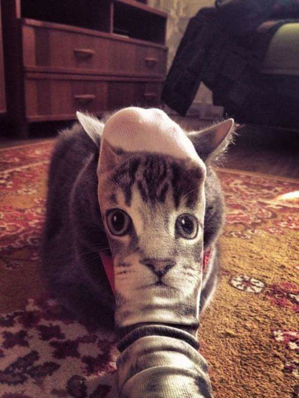 That's my face, hooman!