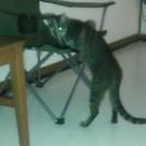 Mitten getting some catnip