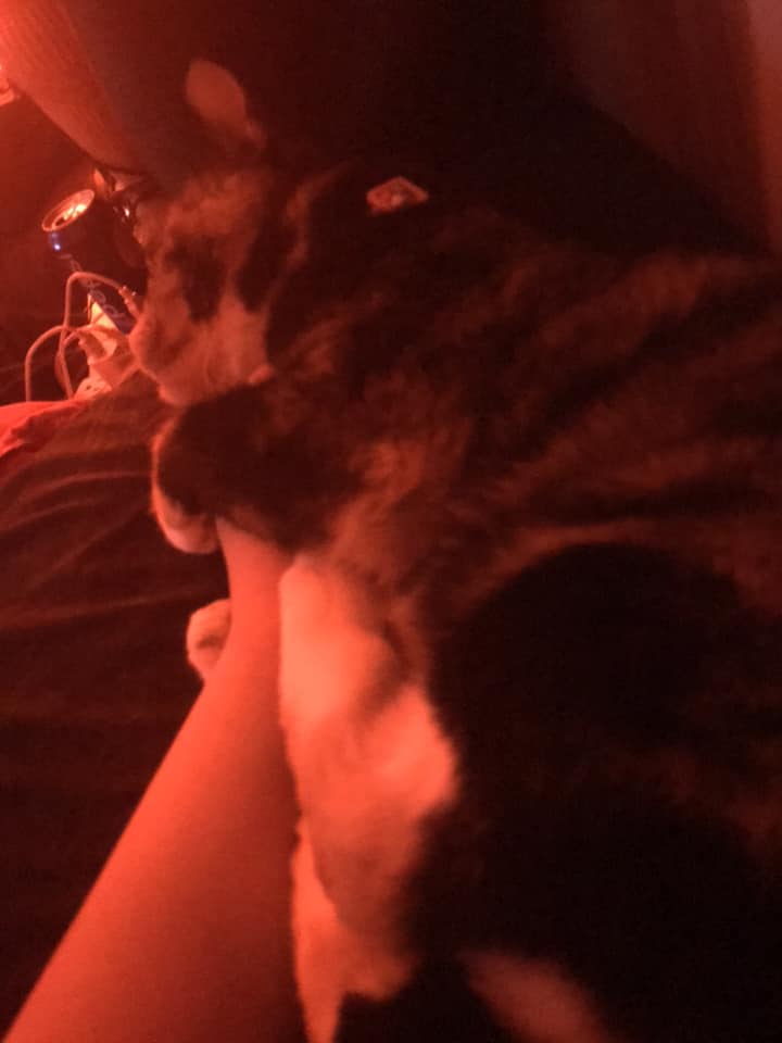 Awwe... Betty Boop is clingy while she sleeps. Does anyone else’s fur baby do th