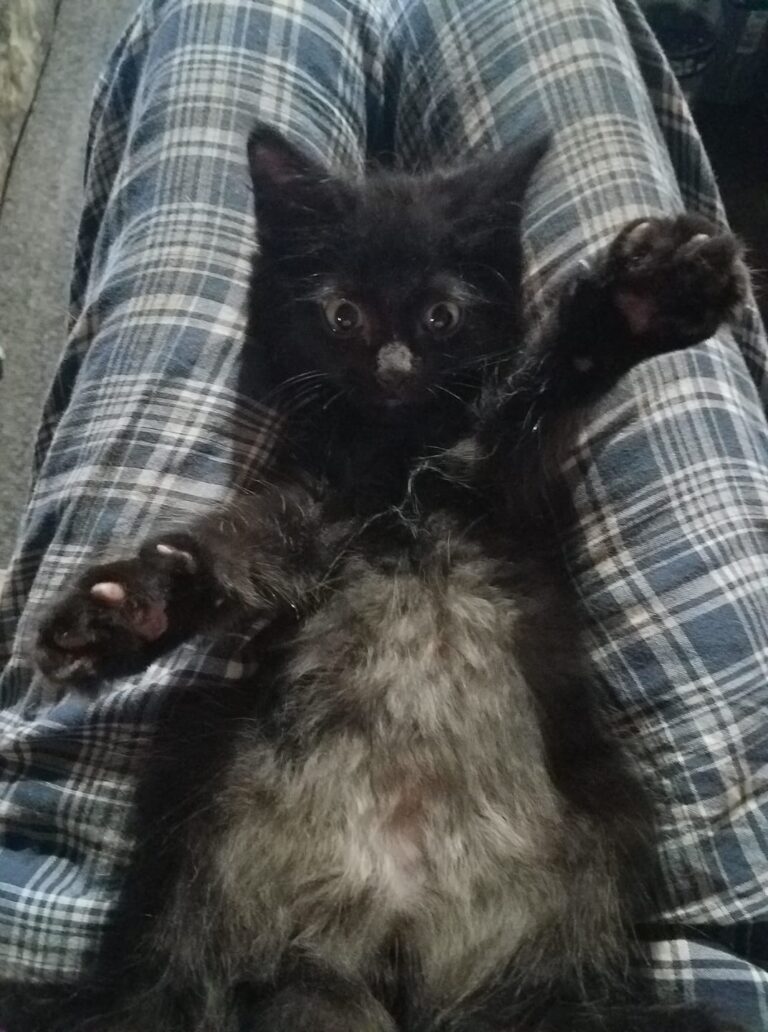 My bobtail kitten. This is Sparticus!!! He's a rescue kitten.