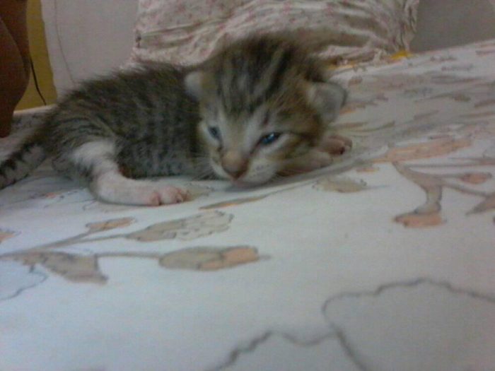 12 days old kitten.