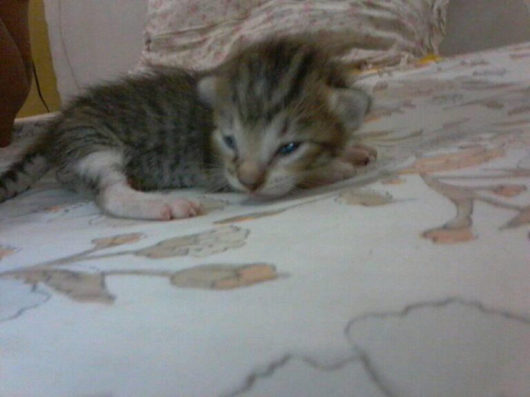 12 days old kitten.