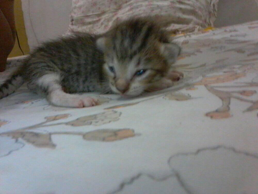 12 days old kitten.