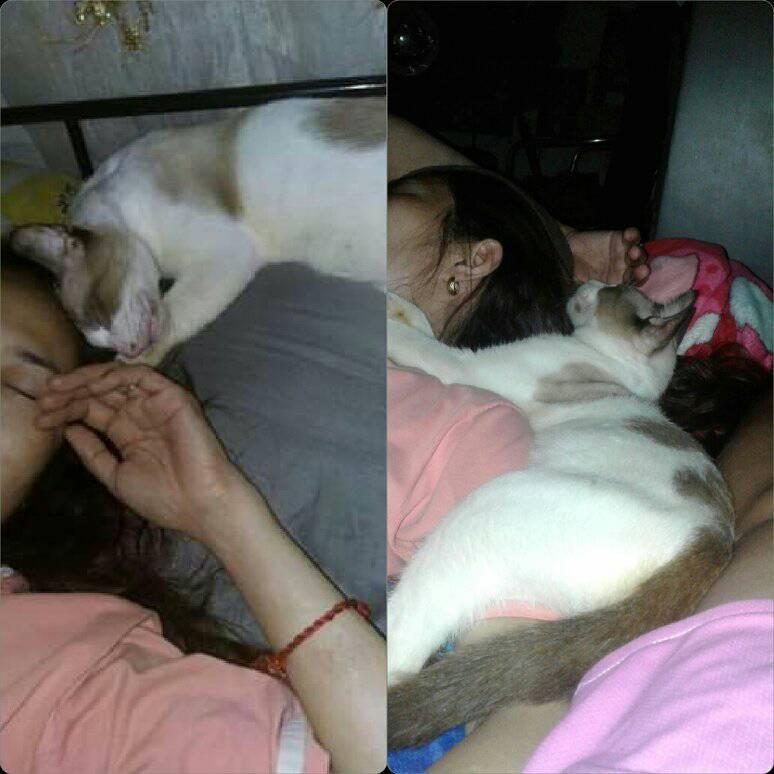 Here's how our cat do while his momma sleeping