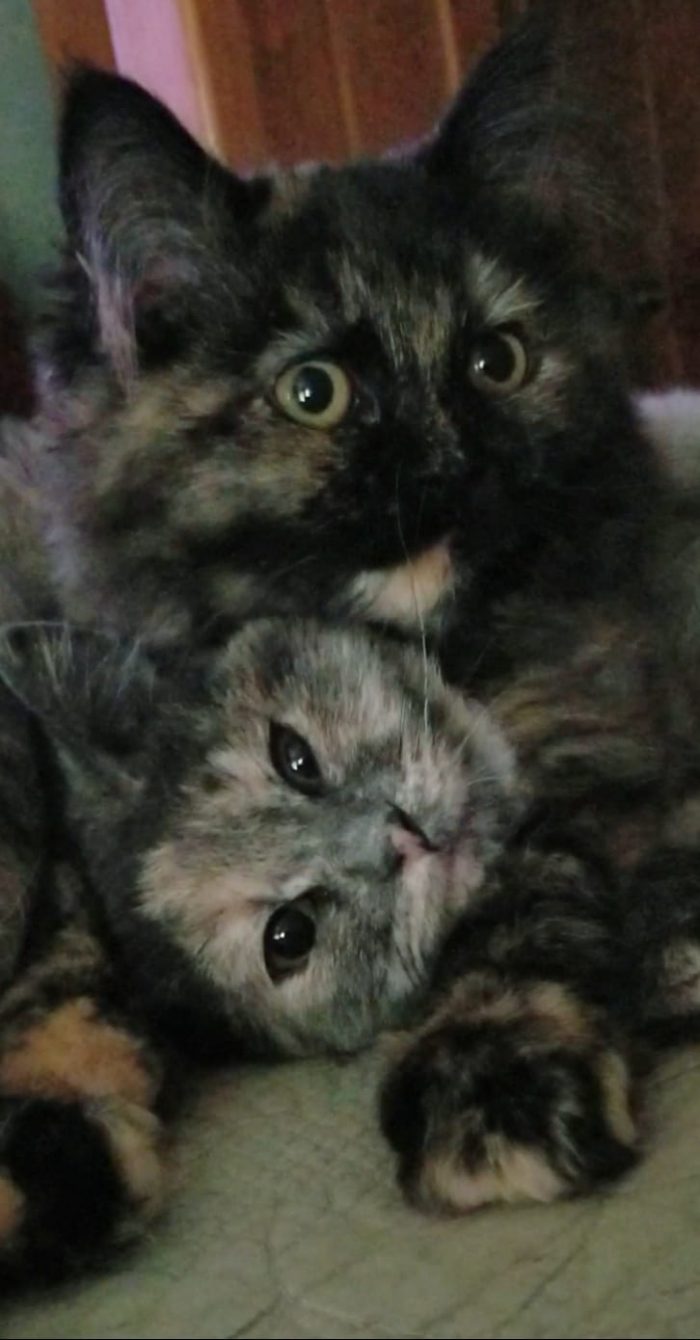 Kiki & Sprinkles  Inseparable sisters