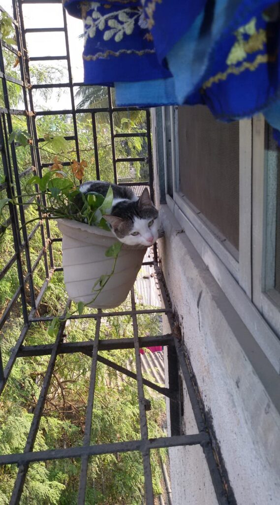 New flower