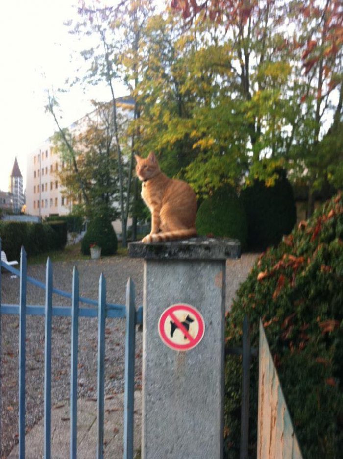 Shere-Khan the cat cops!