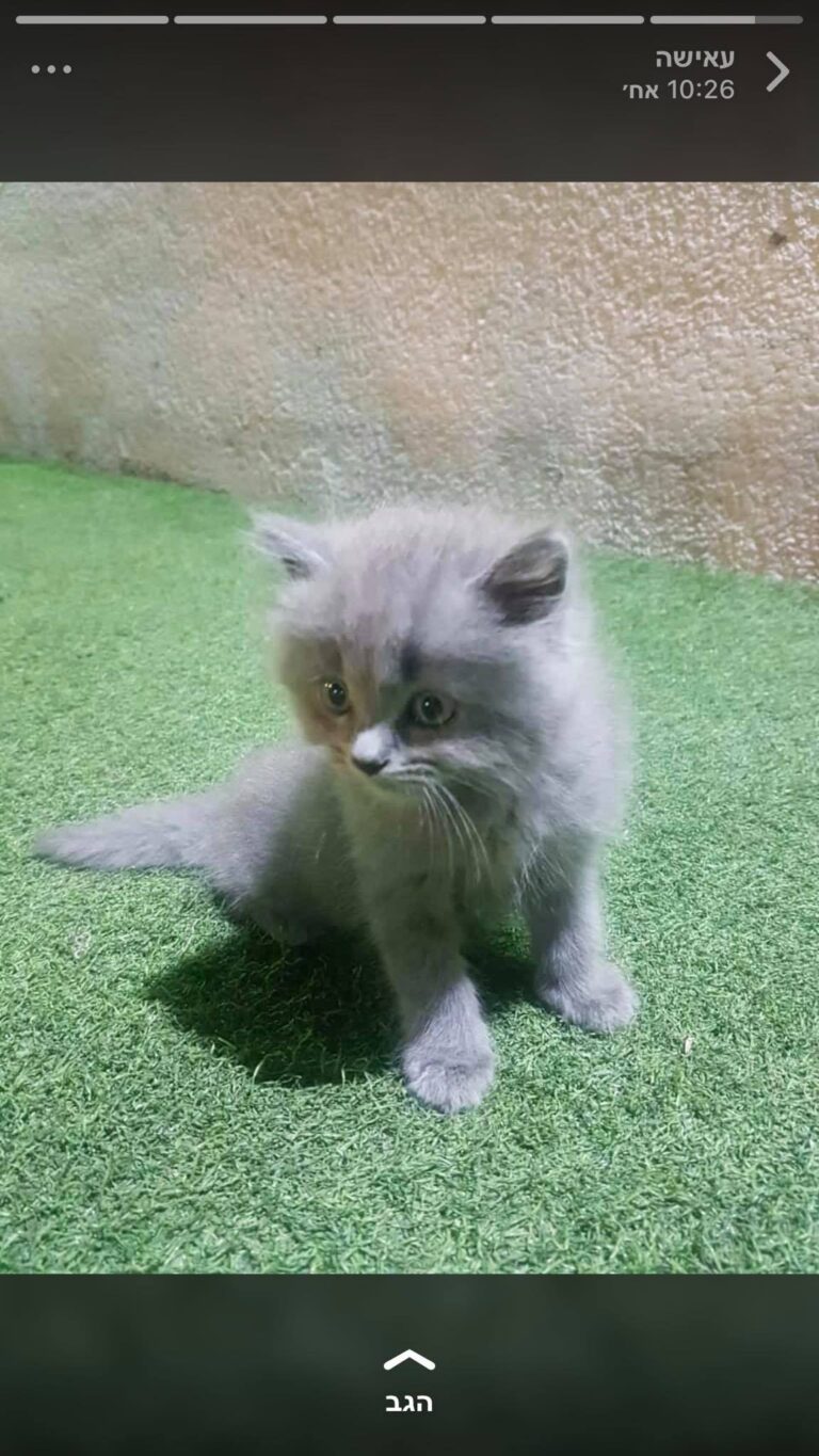 my sweet cat