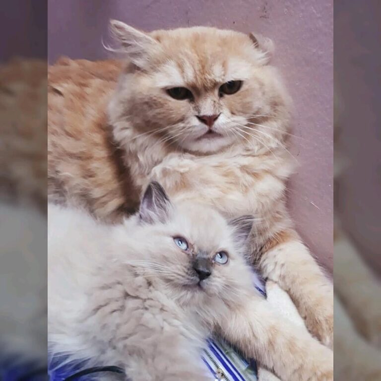 Mycatties!!