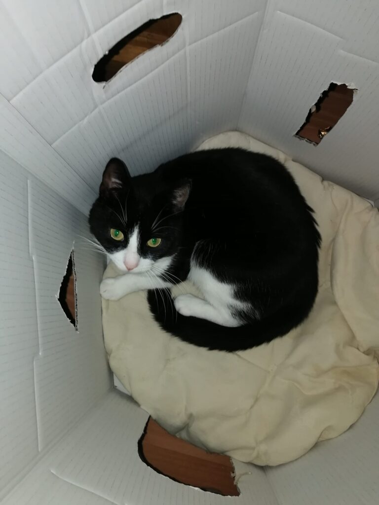 Orèo my lovely cat like the box to go in and  sleep and play inside