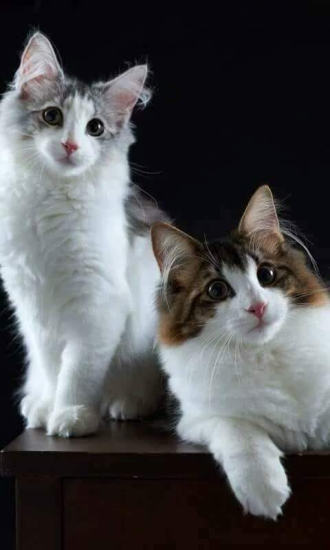HELLO FRIENDS OUR DINNER READY