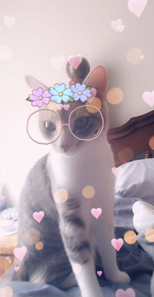 I had to share with all the cat lovers. Snapchat now has filters that recognize