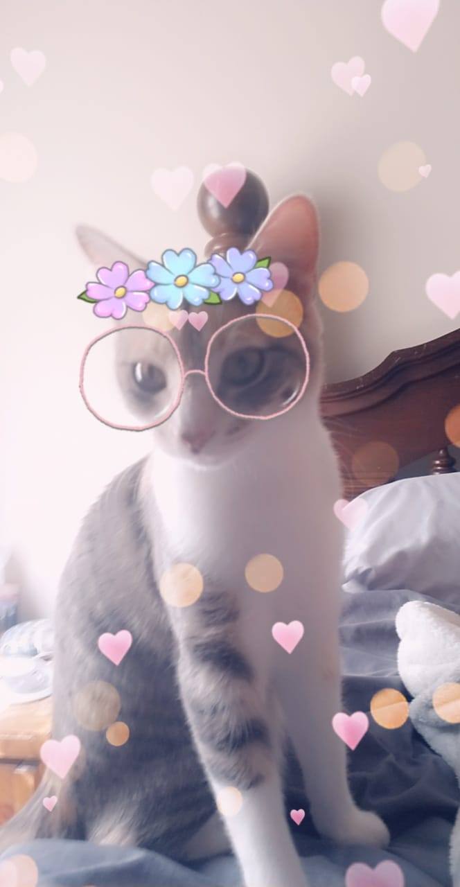 I had to share with all the cat lovers. Snapchat now has filters that recognize