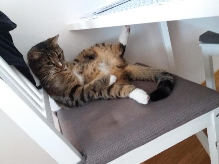 This is my cat Tiberius. He loves to take walks and he really loves cuddles. He