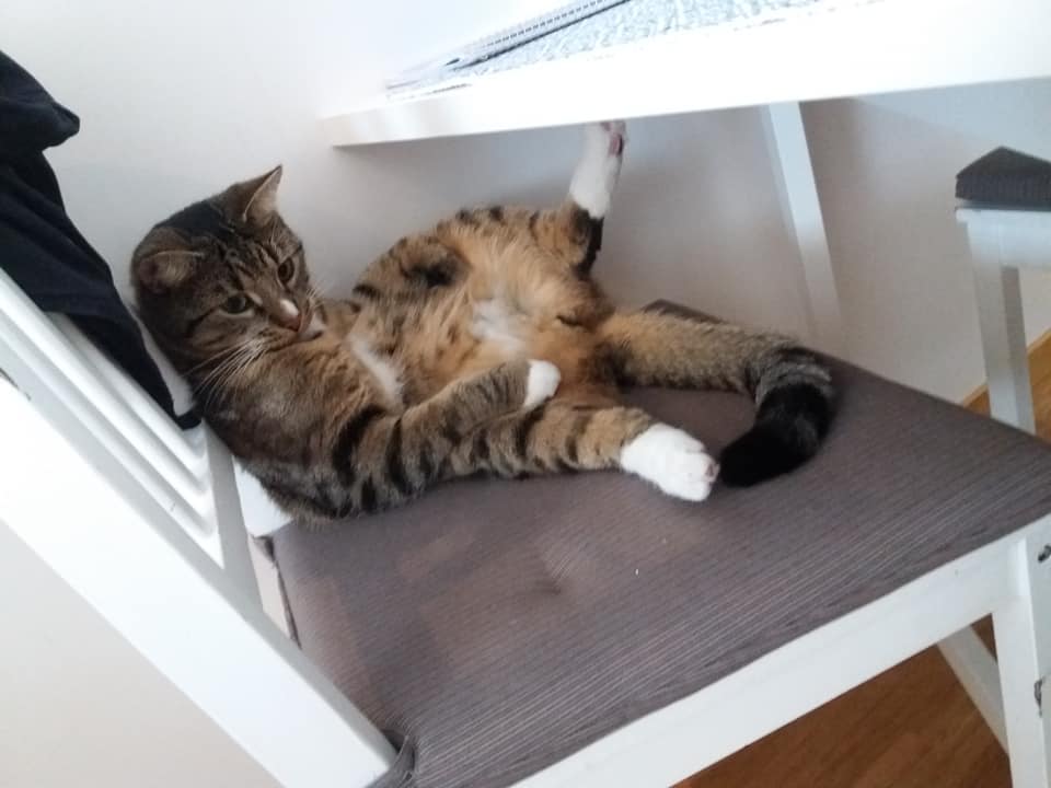 This is my cat Tiberius. He loves to take walks and he really loves cuddles. He