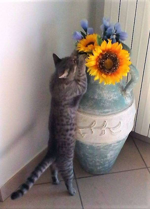 happy caturday