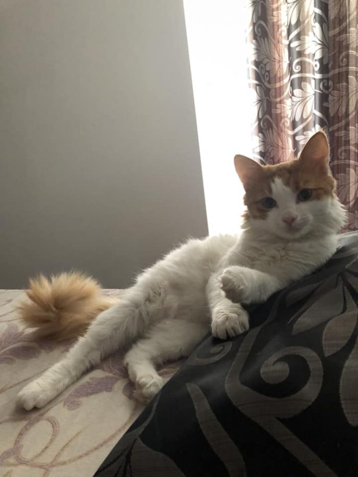 What did you say hooman?