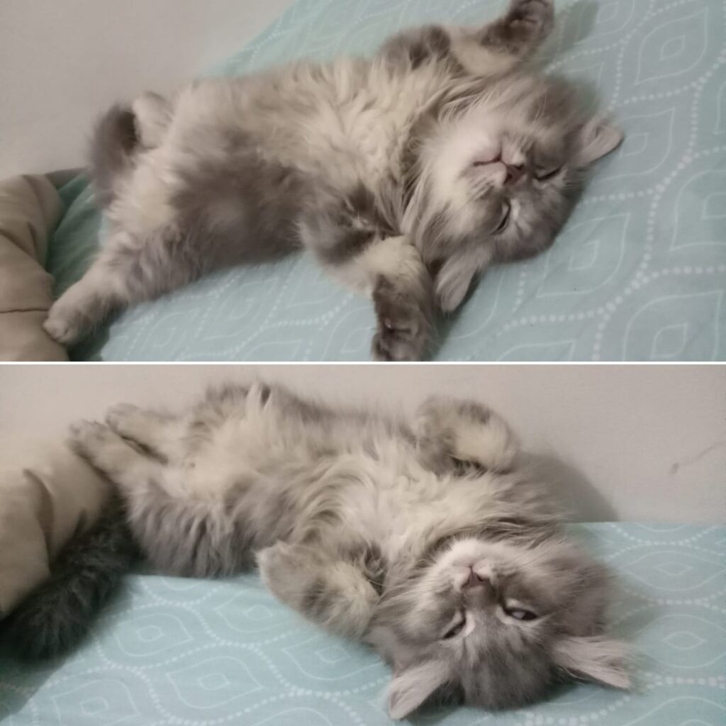 Sleep like a boss...