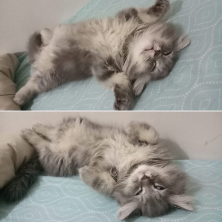 Sleep like a boss...