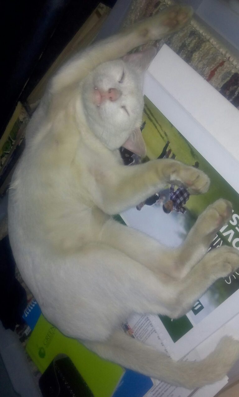 My cat's daily routine: eat, sleep, eat, sleep, eat, sleep, sleep, sleep...