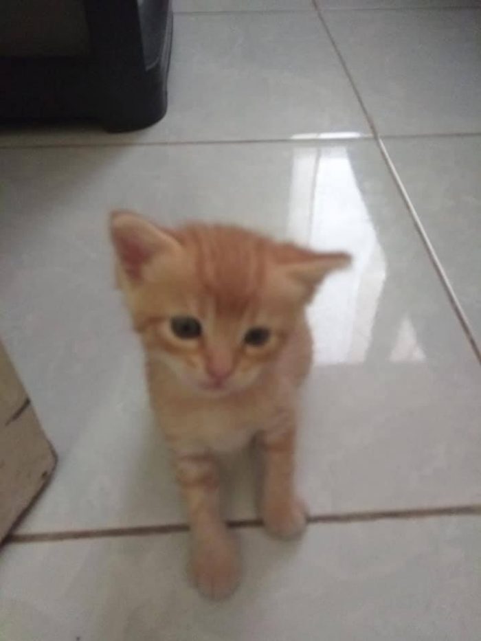 2months ago my mom who under age got raped by neighborhood cat, and now my dad h