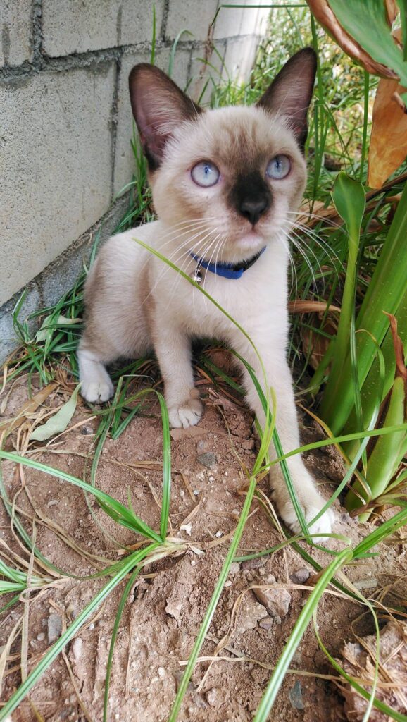 Lily