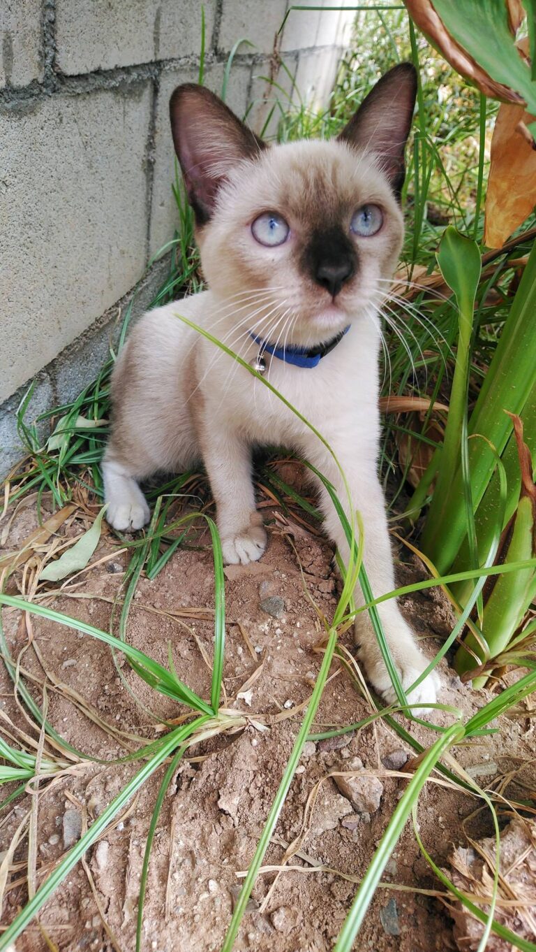 Lily