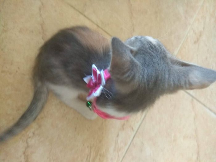 My cat is very smart