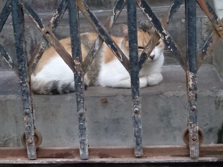 A furry friend forgotten alone at home when everyone's out