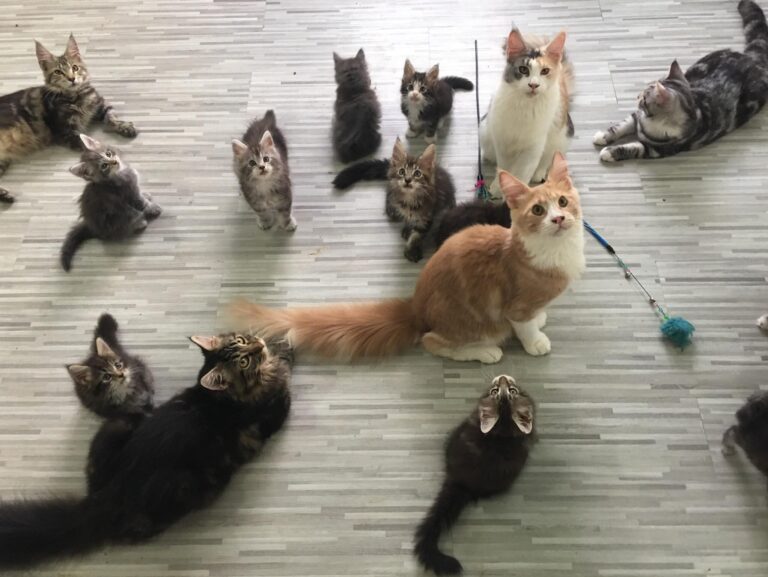 Play with me