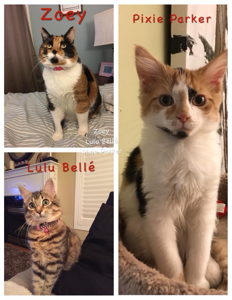 My 3 girls, Zoey adopted at 4 mths old from a Shelter, she is 6 yrs old now, Lul
