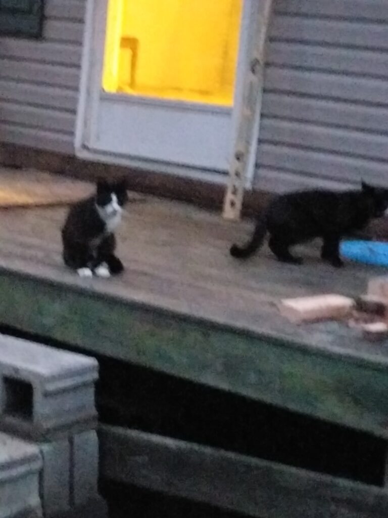 Irma and Henry helping me work on the new porch