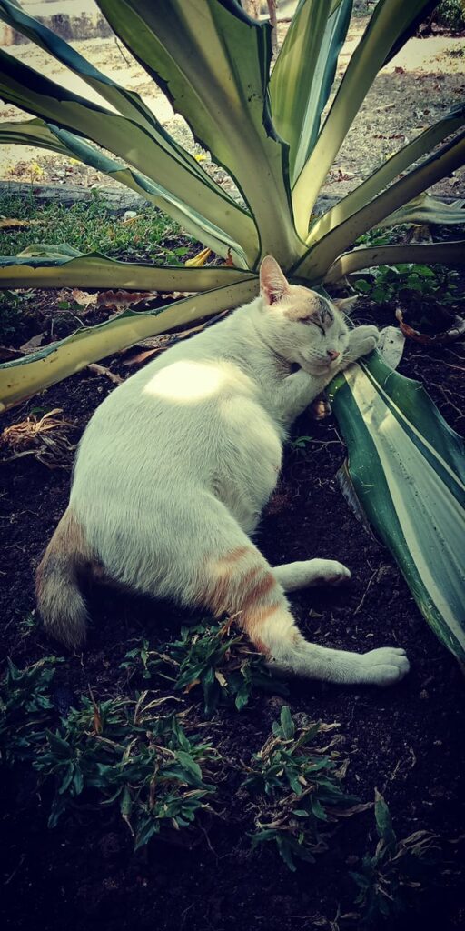 Her name is Jenk Pep. Stray cat lives around my school. She always loves being s