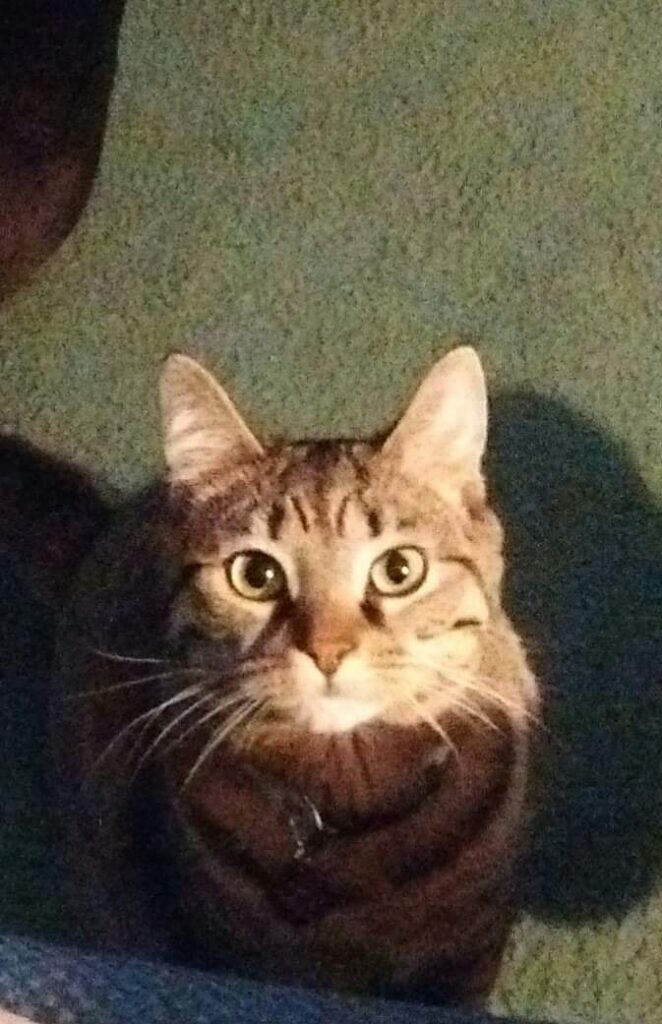 Bella Grace is a handful but we love her like a child!