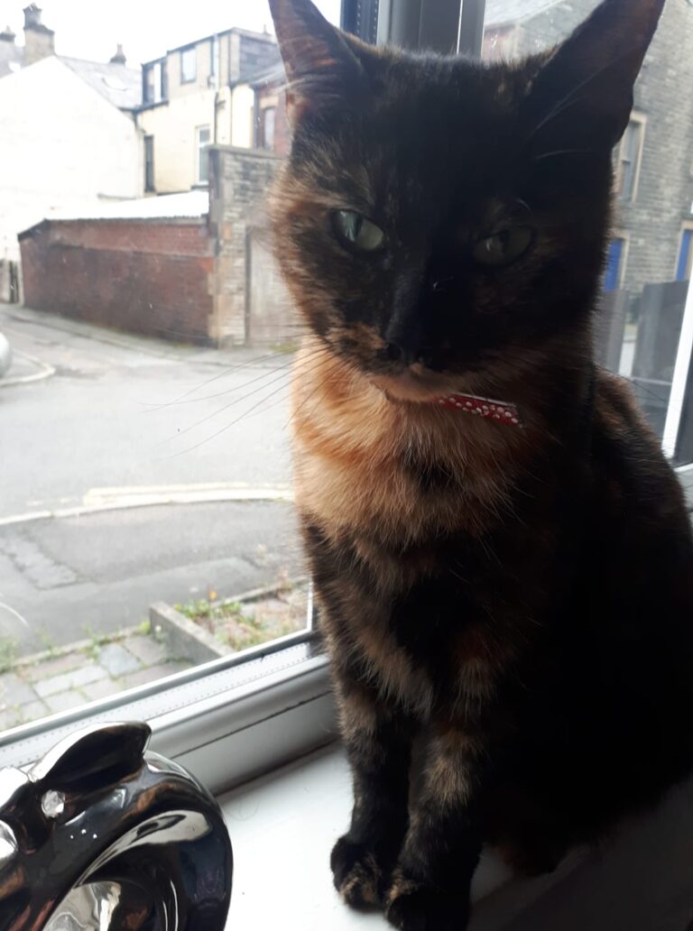 Kitty....now an old girl