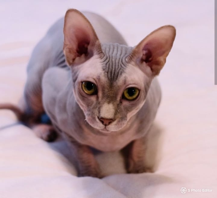 My boy benjamin, I call him a sphynxachew. #sphynx do y'all have any fun names y