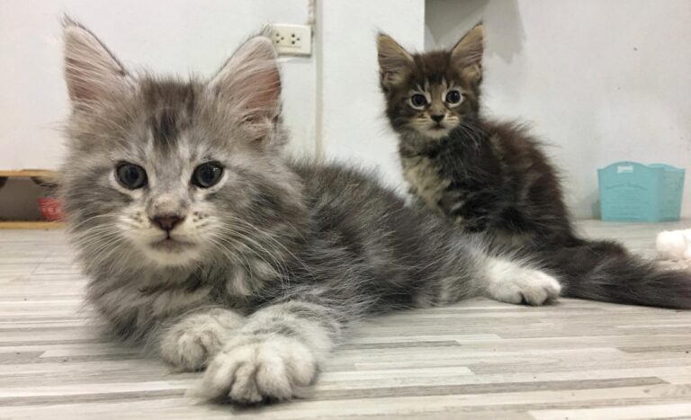 achilles and his’ sister