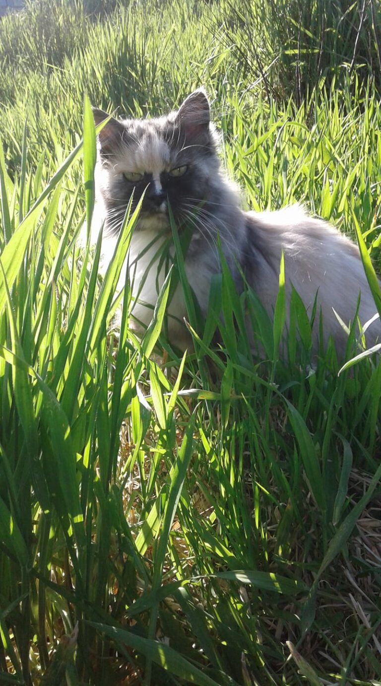 My Milly enjoying the sun after a week of rain